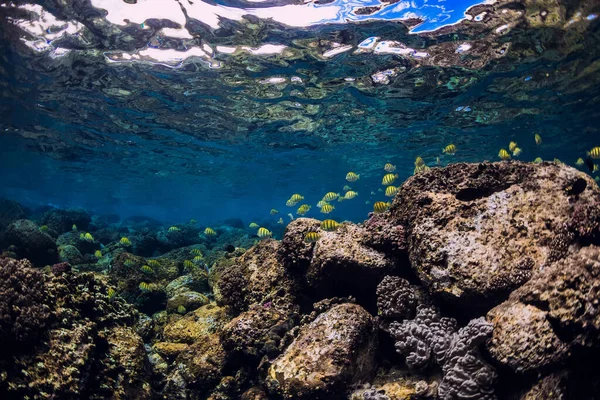 Onderwater Scene Met Stenen Tropische Gele Vis — Stockfoto