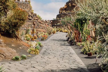 Lanzarote Adası, Kanarya Adaları 'ndaki kaktüs bahçesi.