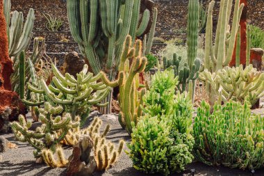 Lanzarote Adası, Kanarya Adaları 'ndaki kaktüs bahçesi.