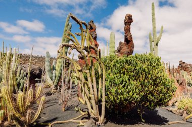 Lanzarote Adası, Kanarya Adaları 'ndaki kaktüs bahçesi.