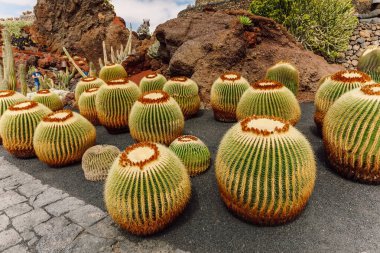 Lanzarote Adası, Kanarya Adaları 'ndaki kaktüs bahçesi.