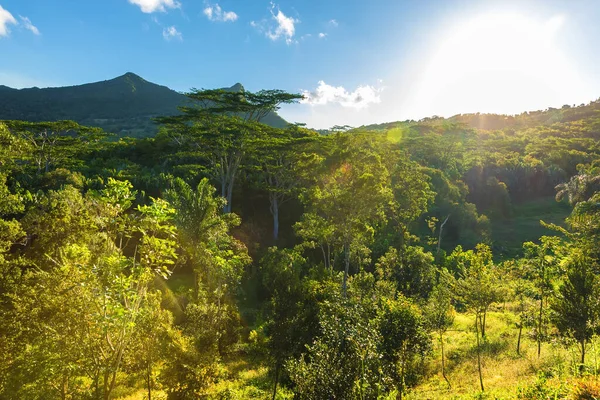 Floresta Tropical Com Coroas Árvores Montanha Dia Ensolarado Maurício — Fotografia de Stock