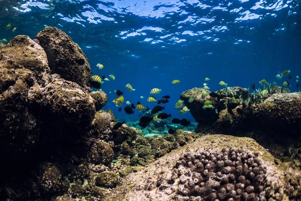 Escena Submarina Con Piedras Corales Escuela Oceánica Peces — Foto de Stock