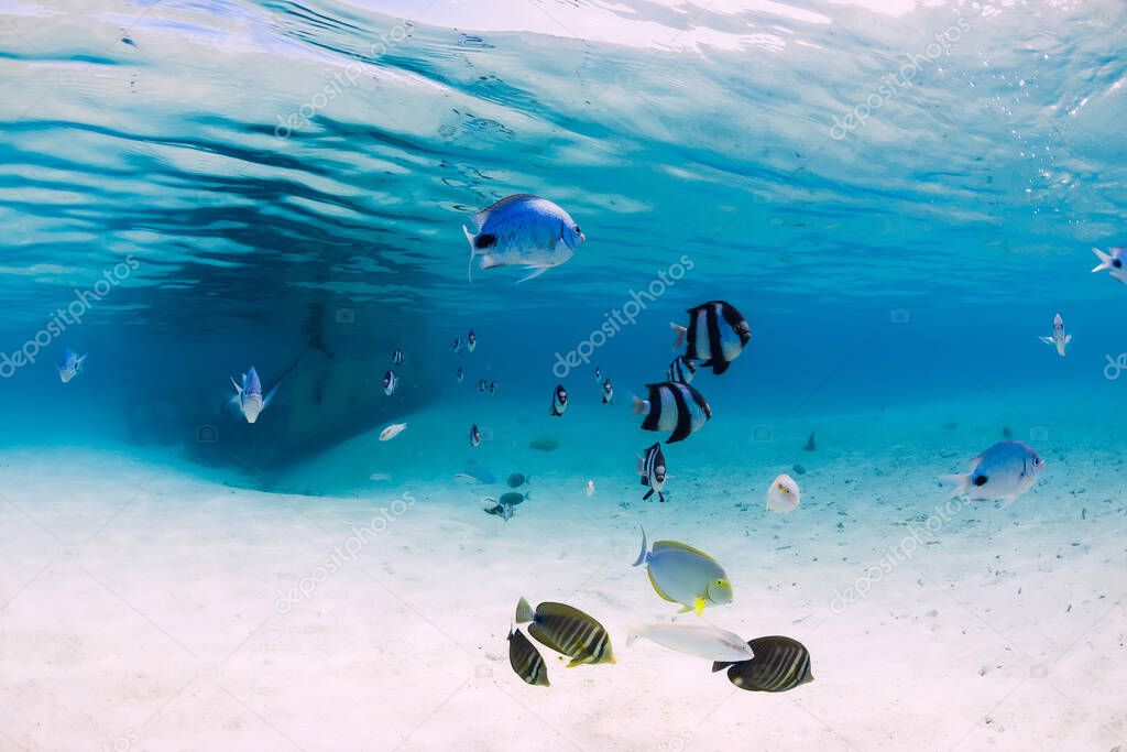 Underwater blue ocean with wreck on sandy bottom and tropical fish in Mauritius
