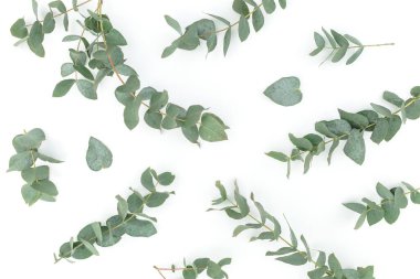 Beyaz arka planda okaliptüs dalları olan çiçek deseni. Düz yatıyordu