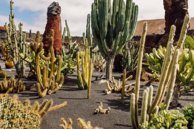 Guatiza köyündeki kaktüs bahçesi, Lanzarote Adası, Kanarya Adaları