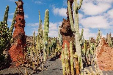 Guatiza köyündeki kaktüs bahçesi, Lanzarote Adası, Kanarya Adaları