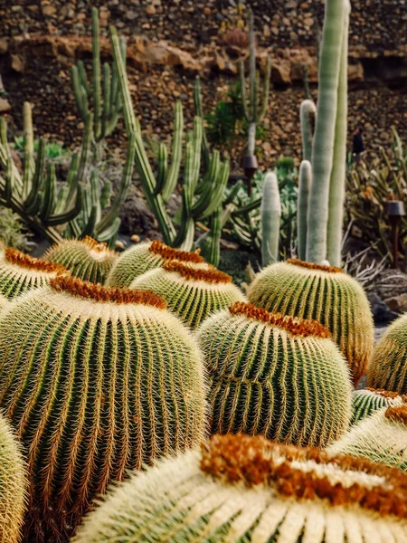 Cactus Garden Guatiza Village Lanzarote Island Islas Canarias —  Fotos de Stock