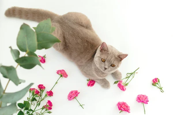 Розы Шотландским Котенком Белом Фоне Шотландская Кошка Цветы — стоковое фото