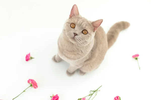 Розы Шотландским Котенком Белом Фоне Шотландская Кошка Цветы — стоковое фото