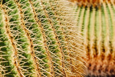 Guatiza köyü, Lanzarote Adası, Kanarya Adaları 'ndaki kaktüs bahçesi.