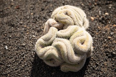 Guatiza köyü, Lanzarote Adası, Kanarya Adaları 'ndaki kaktüs bahçesi.