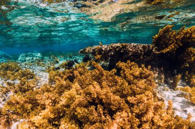 Tropikal okyanusta deniz yosunu ve mercanların olduğu sualtı sahnesi