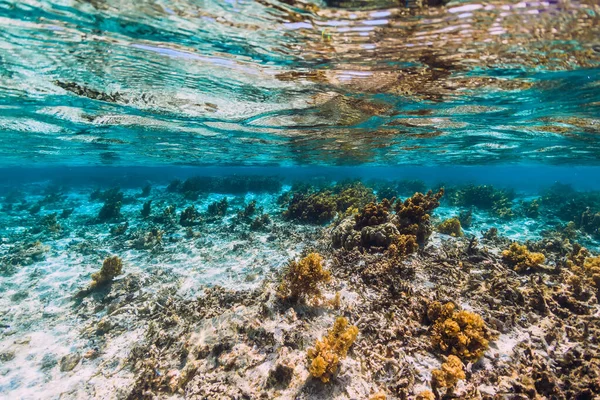 Korály Ryby Modrém Průhledném Oceánu Tropické Podmořské — Stock fotografie