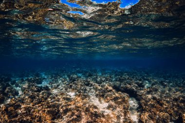 Hawaii 'de su altında mercanları olan tropik mavi okyanus.