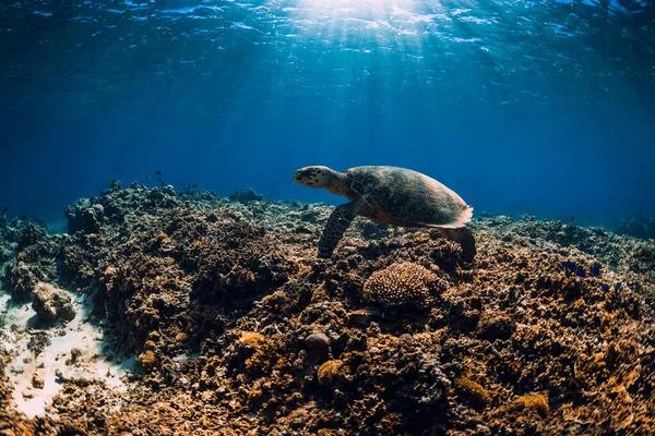 Морська Черепаха Ковзає Блакитному Океані Черепаха Плаває Під Водою — стокове фото