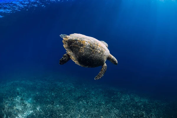 Tortuga Marina Desliza Océano Azul Tortuga Nadar Bajo Agua — Foto de Stock