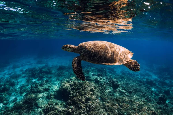 Tortuga Marina Desliza Océano Azul Tortuga Nadar Bajo Agua — Foto de Stock