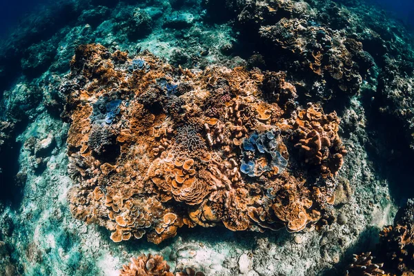 ハワイで水中サンゴと熱帯青の海 — ストック写真