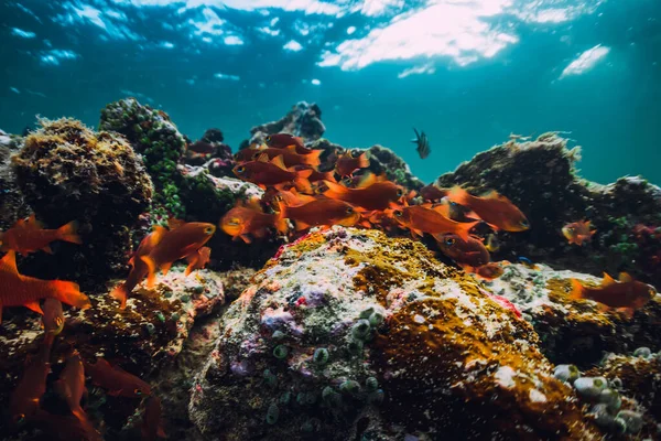 Underwater scene with stones, corals and school of tropical fish in blue ocean