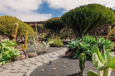 Kanarya Adaları 'ndaki Lanzarote Adası' nda inanılmaz kaktüsler ve bahçeler.
