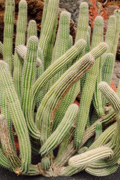 Impressionanti Piante Cactus Giardino Sull Isola Lanzarote Isole Canarie — Foto Stock