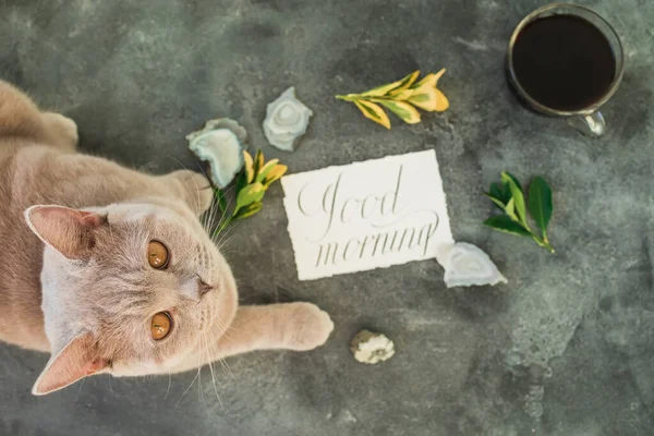 Chaton Écossais Avec Carte Papier Tasse Café Sur Fond Gris — Photo