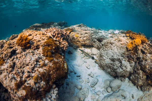 Escena Submarina Con Corales Arena Peces Mar Tropical — Foto de Stock