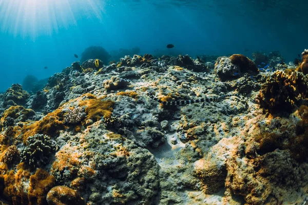 Unterwasserszene Mit Korallen Und Seeschlange Tropischen Meer — Stockfoto