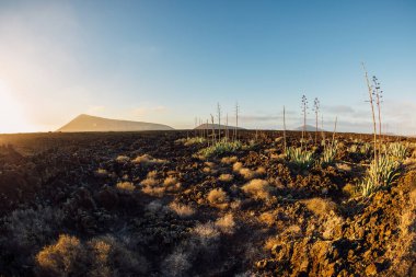 Lanzarote, İspanya 'da volkanik manzaralar, agave bitkileri ve günbatımı tonlarıyla.