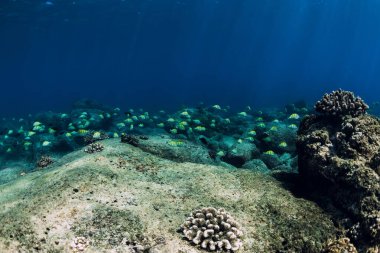 Derin okyanusta taşların, mercanların ve balıkların olduğu sualtı sahnesi