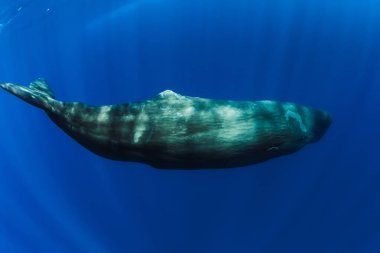 Sperm whales swimming underwater in blue ocean near Mauritius. clipart