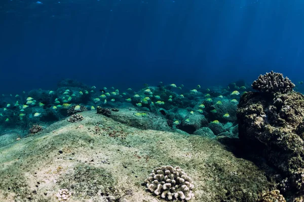 Derin Okyanusta Taşların Mercanların Balıkların Olduğu Sualtı Sahnesi — Stok fotoğraf