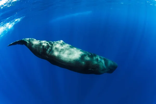 Sperm Baleias Nadando Debaixo Água Oceano Azul Perto Maurício — Fotografia de Stock