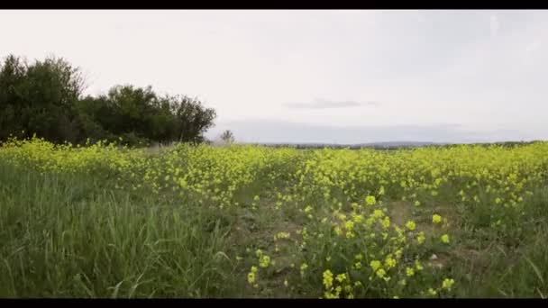 Campo Floreciente Con Flores Amarillas Cielo Nublado Rusia — Vídeos de Stock