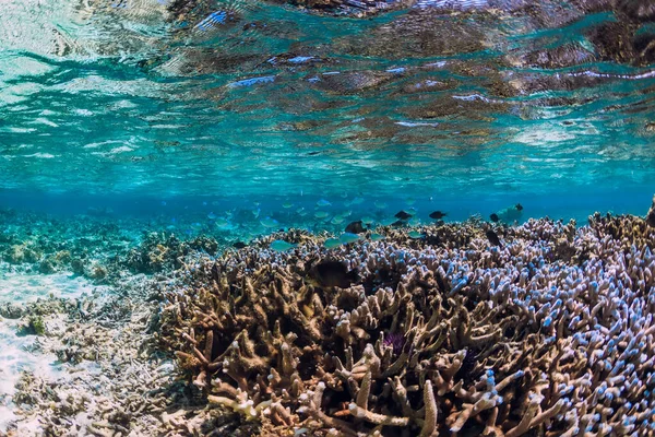 Escena Submarina Con Corales Peces Océano — Foto de Stock