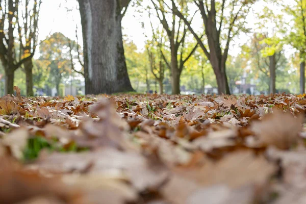 Красочная куча листьев с верхушками деревьев рядом в лесу. Осенняя атмосфера падающих листьев, ярко-желтые оранжевые цвета — стоковое фото