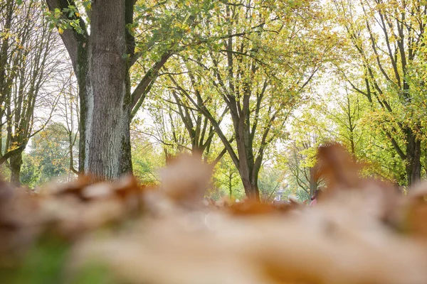 Colorful pile of leaves with treetops near in a forest. Autumn atmosphere of falling leaves, bright yellow orange colors — Stock Photo, Image