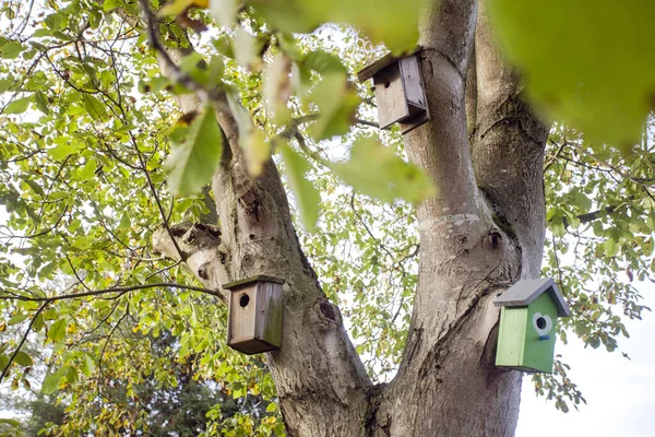 緑の木の上に吊るされた様々な鳥小屋が — ストック写真