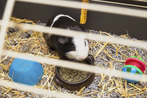 Guinea-prase černé a bílé ve své kleci, malý roztomilý mazlíček zblízka s hračkami, jídlo a sláma — Stock fotografie