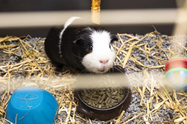 Guinea-prase černé a bílé ve své kleci, malý roztomilý mazlíček zblízka s hračkami, jídlo a sláma — Stock fotografie