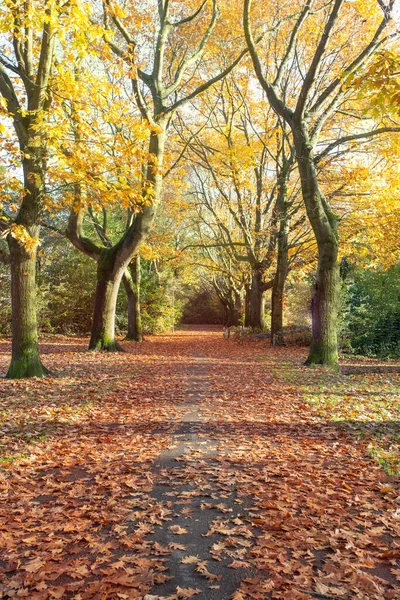 Дорога осенью с высокими деревьями и многочисленными листьями, желтый и оранжевый цвета в парке — стоковое фото