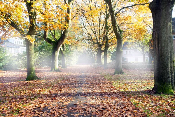 Δρόμος μέσα στο δάσος του φθινοπώρου με ψηλά δέντρα, ομιχλώδη και ομιχλώδη δρόμο με τα χρώματα πορτοκαλί και κίτρινο τοπίο — Φωτογραφία Αρχείου