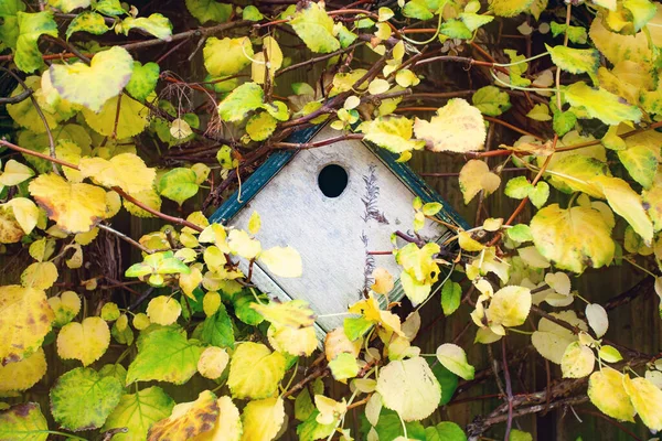 Casa de aves en una valla de madera rodeada de hojas amarillas, concepto de acercamiento de la primavera, verano, llegada de aves, textura de fondo de humor de primavera —  Fotos de Stock