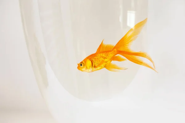 Goldfische schwimmen in einer Fischschale auf weißem Hintergrund, Aquarium Hintergrund — Stockfoto