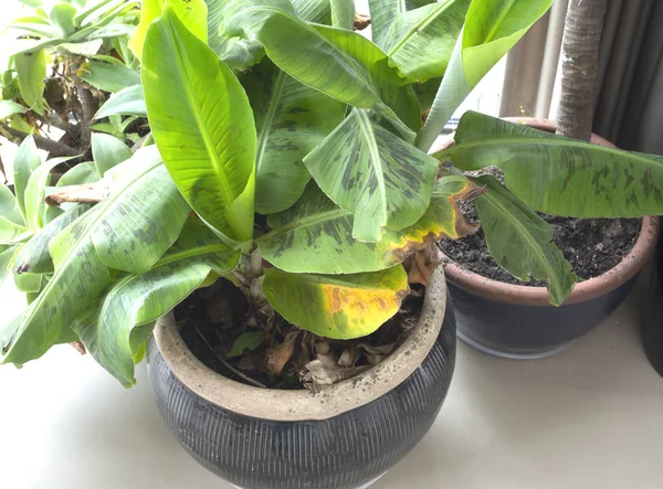 Big green house plants in pot top view, modern retro jungle interior — 图库照片