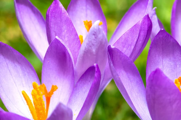 Прекрасні перші фіолетові весняні квіти в яскравому сонячному світлі, сімейний фон крокусів у природі — стокове фото