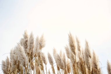 Pampas grass in the sky, Abstract natural background of soft plants Cortaderia selloana moving in the wind. Bright and clear scene of plants similar to feather dusters. clipart