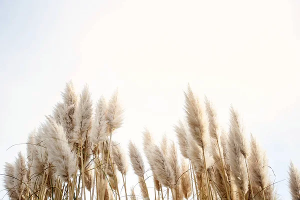 Pampas tráva na obloze, Abstraktní přirozené pozadí měkkých rostlin Cortaderia selloana pohybující se ve větru. Jasná a jasná scéna z rostlin podobných péřovým prachům. — Stock fotografie