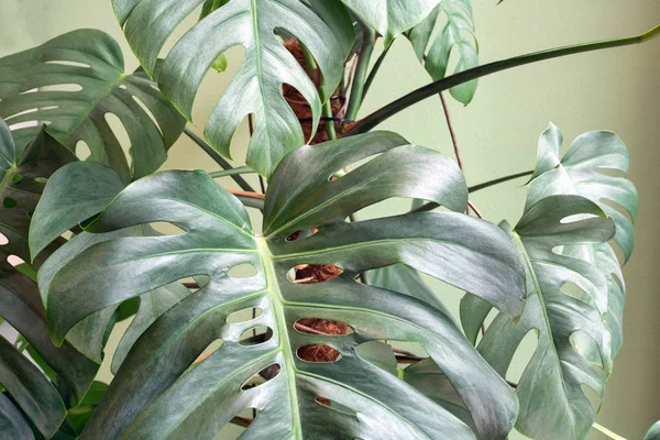 現代の家の緑の壁の近くの屋内レトロな緑の家の植物、最小限のスタイルのジャングルの背景 — ストック写真